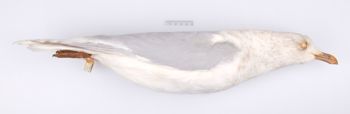 Media type: image;   Ornithology 328073